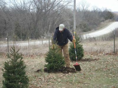 Spruce Tree Planting Time in Kansas Image